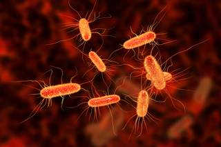 Microbial Sciences Institute Image