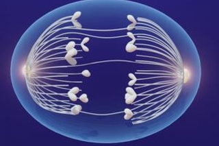 Mitosis is controlled and protected by certain proteins that scientists have yet to fully understand.