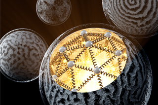 Different wave patterns formed in the cell’s external membrane and its internal structure