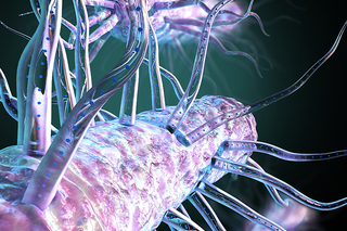 Representation of bacteria with nanowires 