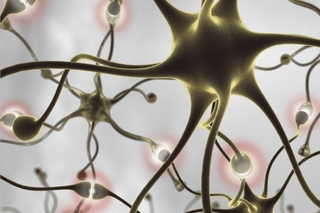 Rendering of our nerve cells and their signal pathways