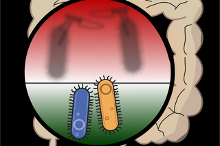 Hidden from sight, common bacteria fight for survival in the human gut. Image by Aaron Wexler. 