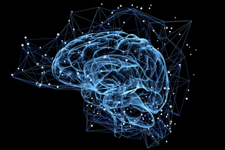 Brain stem cells