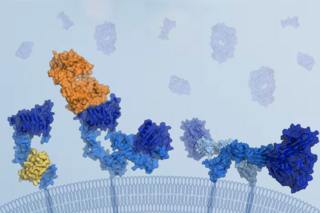 Growth factor receptor structure