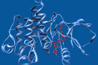 Growth factor receptors and intracellular signaling pathways 