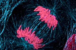 Mitosis anaphase