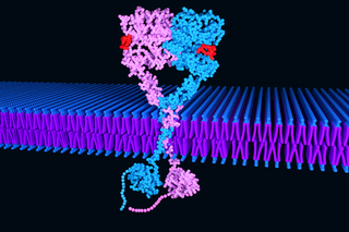 Receptor tyrosine kinase signaling
