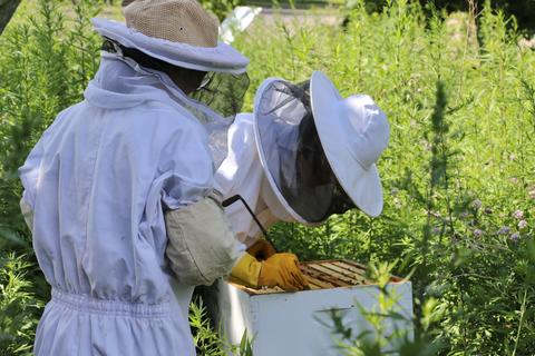 Removing a beehive frame prior to harvesting royal jelly on West Campus