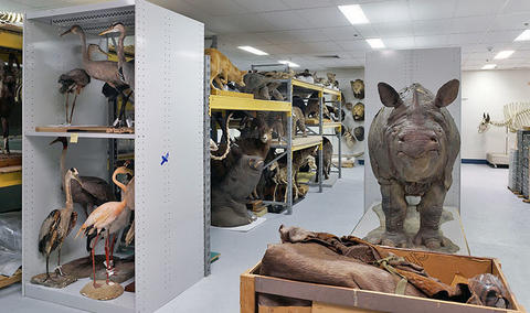 Zoology Room of the Peabody Museum of Natural History.