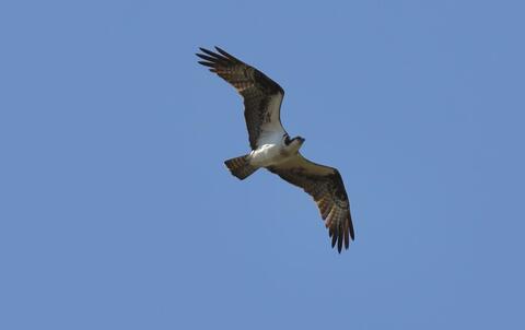 An Osprey is added to the species count