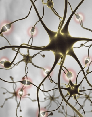 Rendering of our nerve cells and their signal pathways