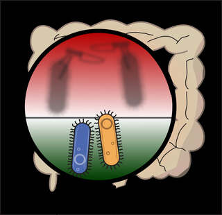 Hidden from sight, common bacteria fight for survival in the human gut. Image by Aaron Wexler. 